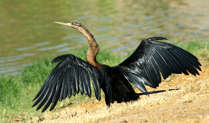 slanghals voel 1.jpg